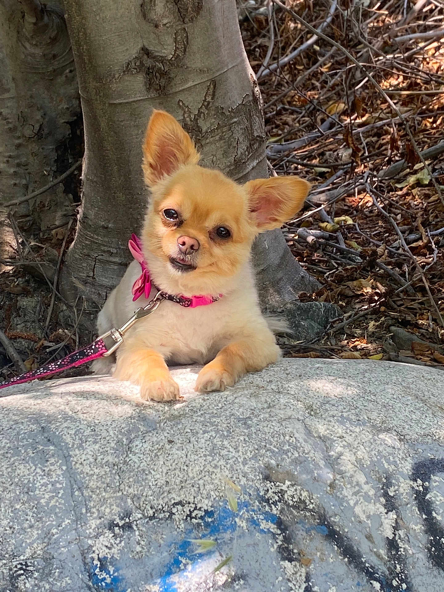 Pixie