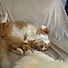 cat, orange_cat, white_cat, fluffy, pet, indoor, couch, upside_down, relaxed, feline, paw, fur, domestic_animal, resting, animal, cute, curious, cozy, home, patterned_fabric