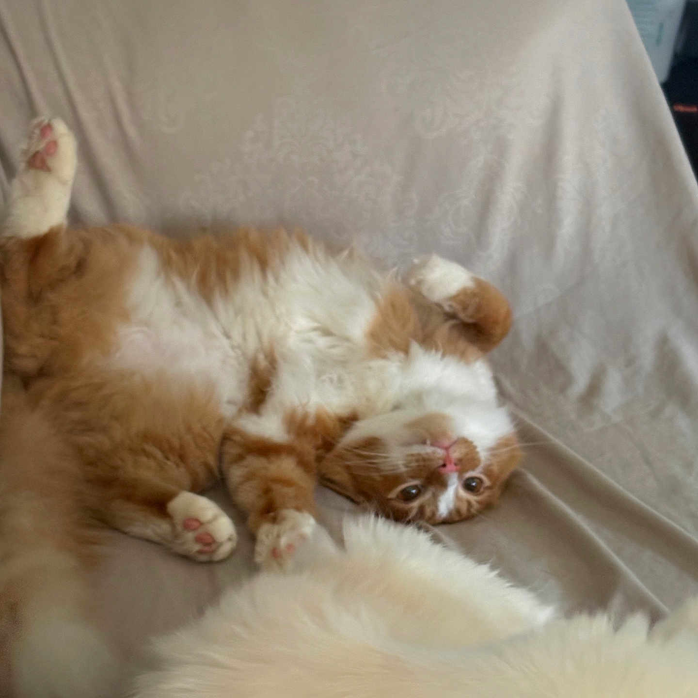 Beans is registered to the contest to win money with this photo: cat, orange_cat, white_cat, fluffy, pet, indoor, couch, upside_down, relaxed, feline, paw, fur, domestic_animal, resting, animal, cute, curious, cozy, home, patterned_fabric