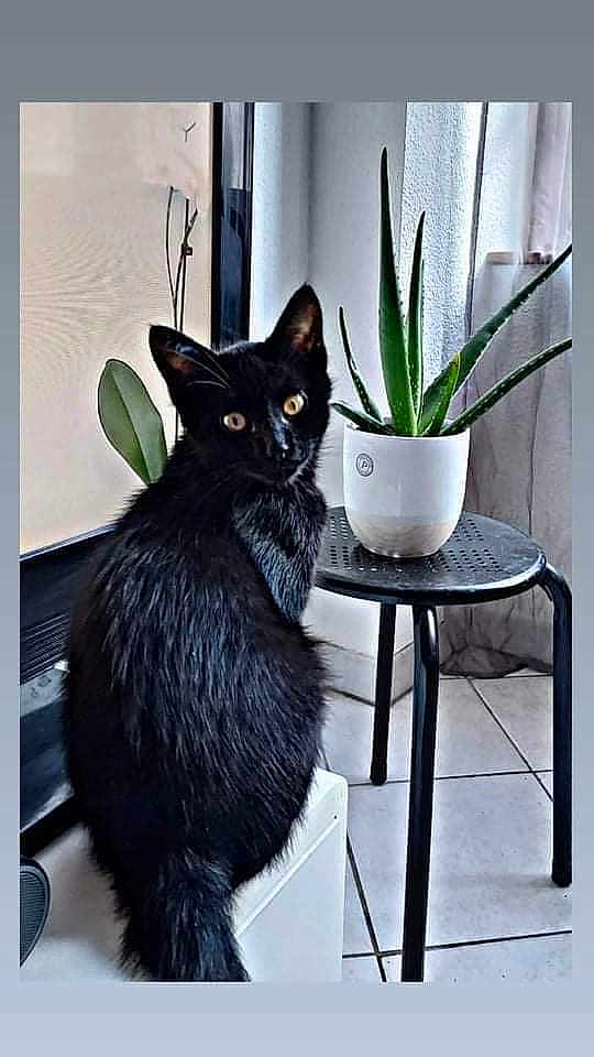 Blacky