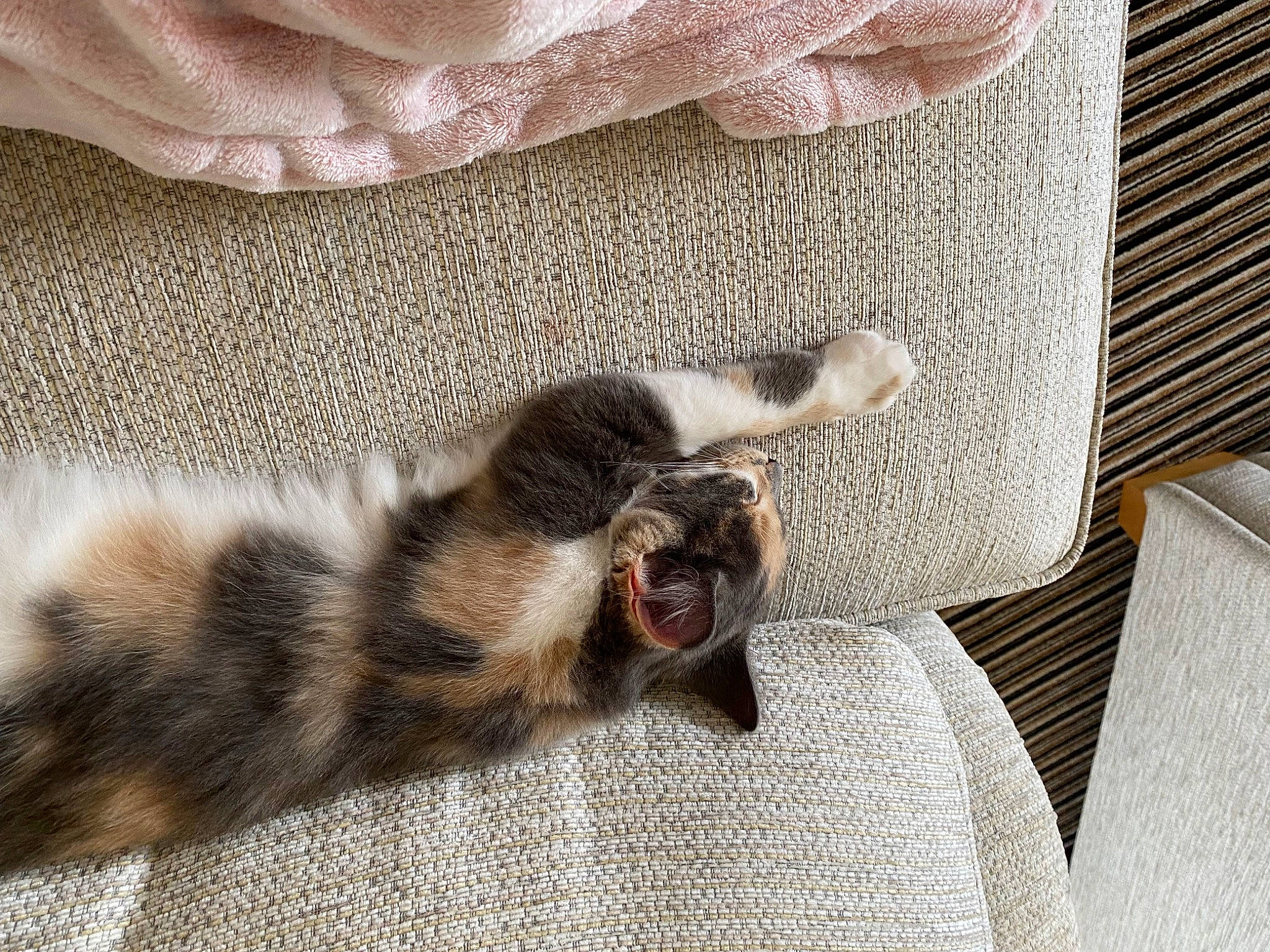 Jessie joined the competition — help win amazing prizes! carnivore, cat, claw, comfort, domestic_short_haired_cat, felidae, flooring, fur, grey, hardwood, linens, pattern, paw, small_to_medium_sized_cats, tail, terrestrial_animal, textile, whiskers, wood, woven_fabric