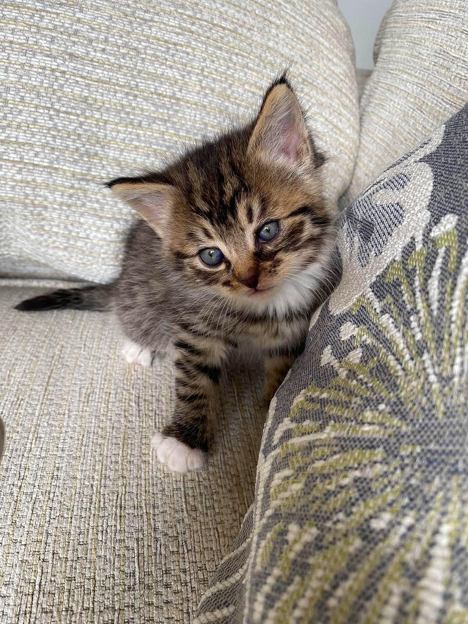 Woodie joined the competition — help win amazing prizes! carnivore, cat, claw, comfort, domestic_short_haired_cat, eye, fawn, felidae, flooring, fur, grey, paw, sitting, small_to_medium_sized_cats, tail, terrestrial_animal, whiskers, wildlife