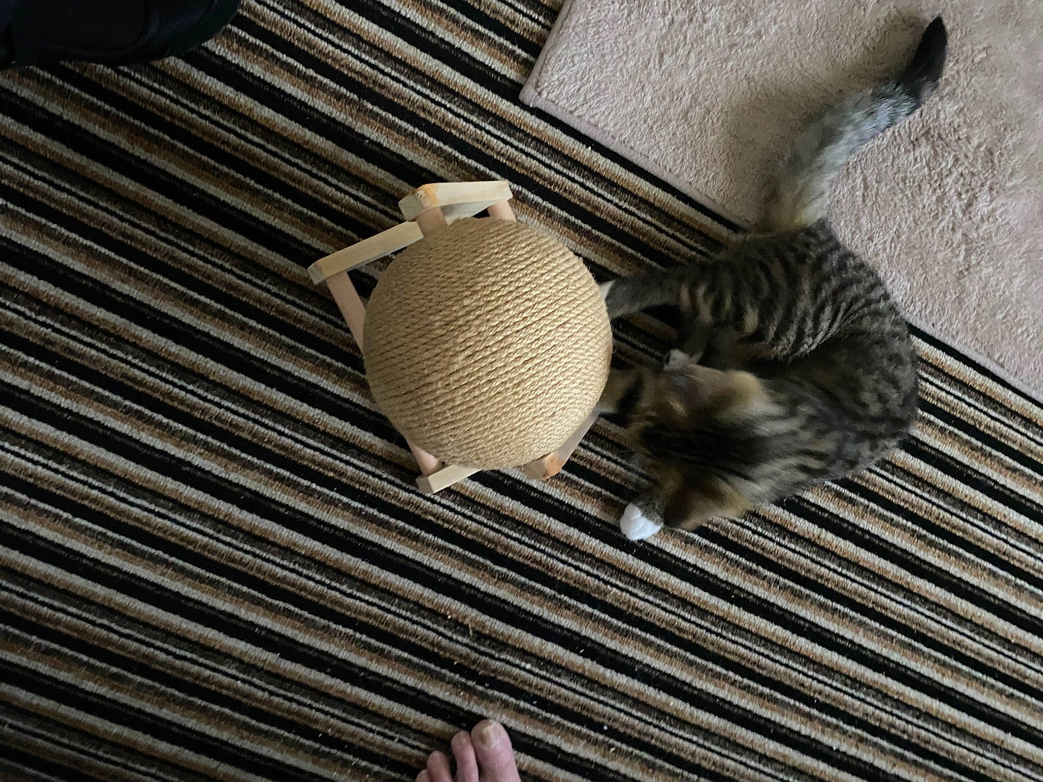 Woodie joined the competition — help win amazing prizes! art, beak, carving, fashion_accessory, feather, fish, fur, grey, knitting, metal, pattern, stuffed_toy, tail, toy, wing, wood, wool, woolen