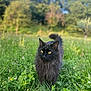 animal, black_cat, cat, field, flora, fur, grass, greenery, leaf, meadow, nature, outdoor, pet, plant, spring, sunlight, tree, walking, wildlife, yellow_eyes