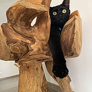 Nevada participe au concours pour gagner de l'argent avec cette photo : black_cat, cat, wood, wooden_sculpture, paw, curious, indoor, floor, carving, animal, pet, feline, claw, nature, texture, branch, creature, eyes, playful, home
