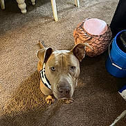Bear is registered to the contest to win money with this photo: dog, indoor, carpet, brown_carpet, bandana, pet, animal, furniture, decor, owl_planter, blue_bucket, floor, curious, looking_up, ears_up, canine, domestic_animal, household, brown_dog, closeup