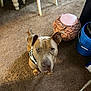 dog, indoor, carpet, brown_carpet, bandana, pet, animal, furniture, decor, owl_planter, blue_bucket, floor, curious, looking_up, ears_up, canine, domestic_animal, household, brown_dog, closeup
