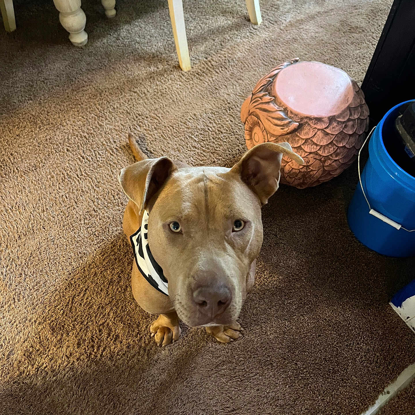 Bear is registered to the contest to win money with this photo: animal, bandana, blue_bucket, brown_carpet, brown_dog, canine, carpet, closeup, curious, decor, dog, domestic_animal, ears_up, floor, furniture, household, indoor, looking_up, owl_planter, pet