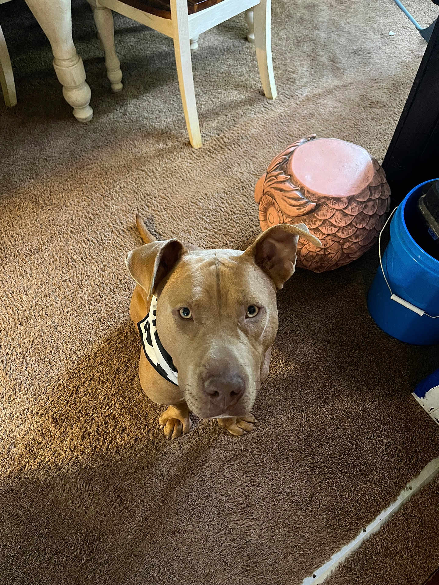 Bear is registered to the contest to win money with this photo: dog, indoor, carpet, brown_carpet, bandana, pet, animal, furniture, decor, owl_planter, blue_bucket, floor, curious, looking_up, ears_up, canine, domestic_animal, household, brown_dog, closeup
