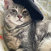 Murray is registered to the contest to win money with this photo: animal, bedspread, beret, cat, closeup, cozy, cute, domestic_cat, feline, floral_pattern, fur, gray_tabby, hat, indoor, pet, portrait, relaxed, resting, sleepy, whiskers