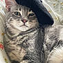 animal, bedspread, beret, cat, closeup, cozy, cute, domestic_cat, feline, floral_pattern, fur, gray_tabby, hat, indoor, pet, portrait, relaxed, resting, sleepy, whiskers
