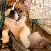 Sassy is registered to the contest to win money with this photo: bulldog, puppy, dog, pet, animal, portrait, close_up, sitting, lying_down, brown_and_white, wrinkles, floppy_ears, short_snout, black_nose, blue_eyes, knitted_blanket, basket, cozy, indoor, cute