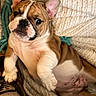 bulldog, puppy, dog, pet, animal, portrait, close_up, sitting, lying_down, brown_and_white, wrinkles, floppy_ears, short_snout, black_nose, blue_eyes, knitted_blanket, basket, cozy, indoor, cute