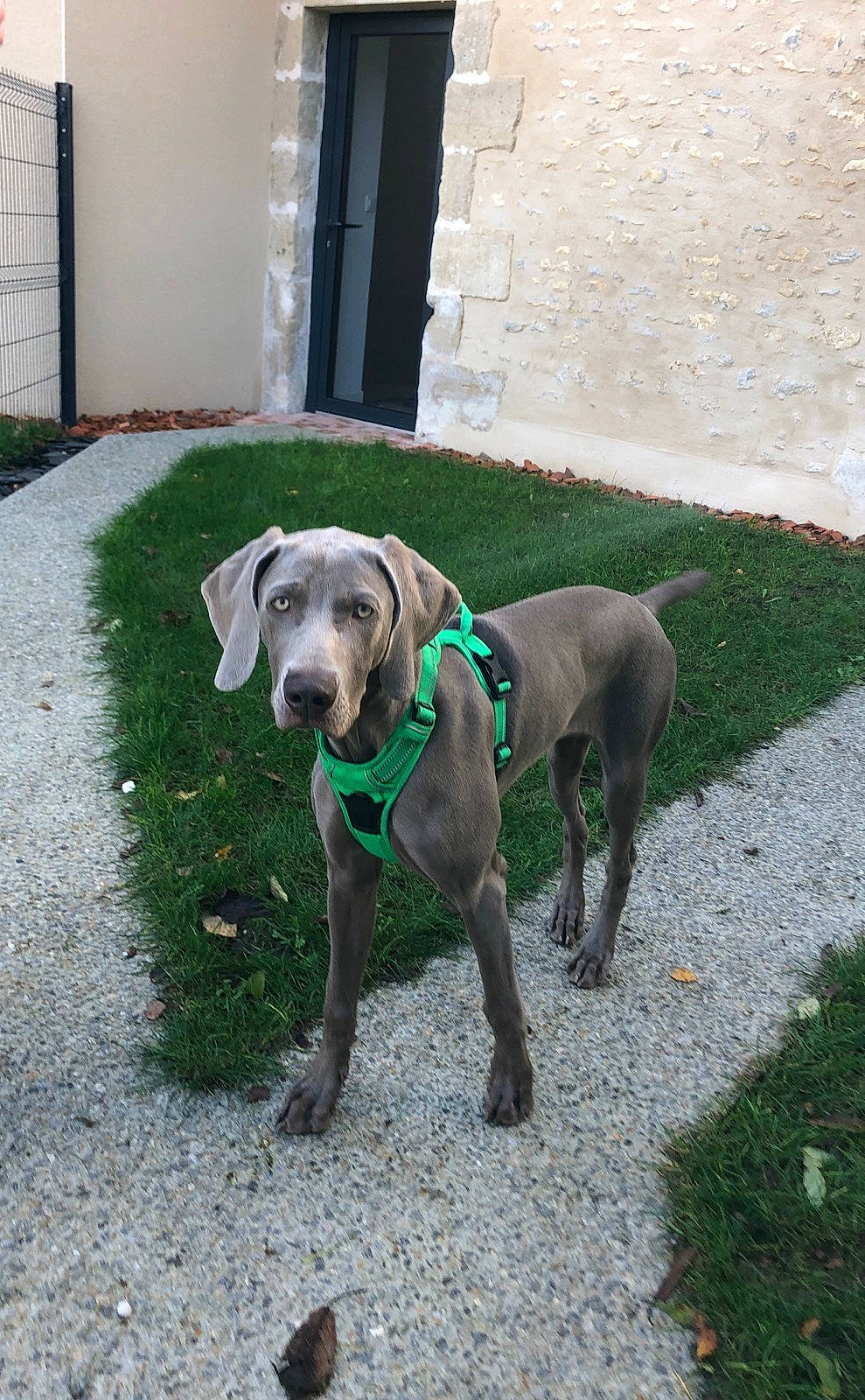 Oya participe au concours pour gagner de l'argent avec cette photo : canidae, carnivore, collar, companion_dog, dog, dog_breed, dog_collar, dog_supply, door, fawn, flooring, grass, gun_dog, pet_supply, plant, snout, tail, terrestrial_animal, working_animal, working_dog