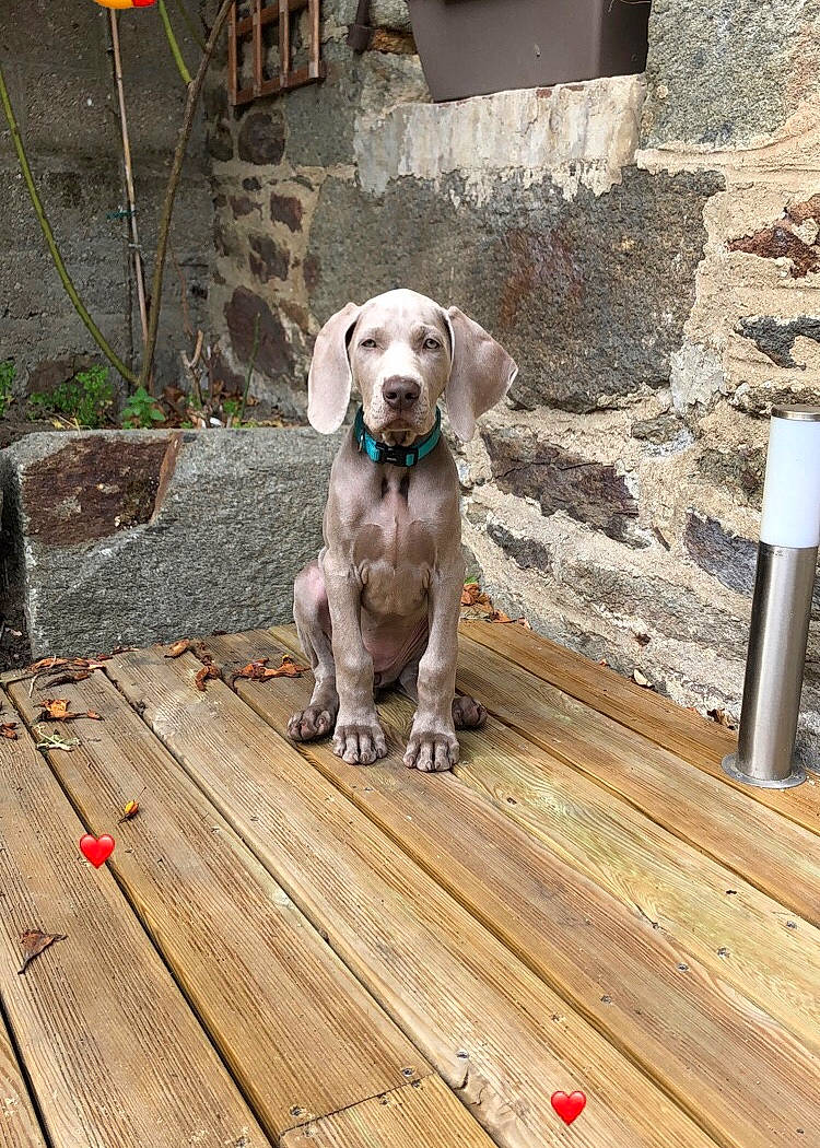 Oya participe au concours pour gagner de l'argent avec cette photo : canidae, carnivore, collar, companion_dog, dog, dog_breed, dog_collar, dog_supply, fawn, flowerpot, gun_dog, hardwood, houseplant, outdoor_furniture, plank, plant, snout, wood, wood_stain, working_animal