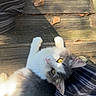 Astrid is registered to the contest to win money with this photo: animal, cat, companion, crocs, curious, daylight, ears, feline, fluffy, legs, outdoor, pet, relaxed, resting, shadow, striped_pants, sunlight, whiskers, wooden_floor, yellow_eyes