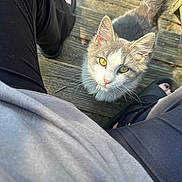 Astrid is registered to the contest to win money with this photo: animal, black_pants, casual_clothing, cat, closeup, curious, daylight, feline, fluffy_tail, legs, looking_up, outdoor, person, pet, pink_nose, slippers, sunlight, whiskers, wooden_deck, yellow_eyes