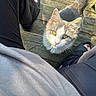 animal, black_pants, casual_clothing, cat, closeup, curious, daylight, feline, fluffy_tail, legs, looking_up, outdoor, person, pet, pink_nose, slippers, sunlight, whiskers, wooden_deck, yellow_eyes