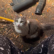 Astrid joined the competition — help win amazing prizes! cat, animal, outdoor, leaves, dirt, tools, pants, clothing, curious, fluffy, pet, nature, ground, yellow, black, white, gray, person, sitting, casual