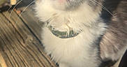 Astrid is registered to the contest to win money with this photo: animal, cat, close_up, collar, curious, cute, daylight, domestic_animal, feline, fur, golden_eyes, looking_up, nature, outdoor, pet, pink_nose, sunlight, texture, whiskers, wooden_porch