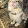 animal, cat, close_up, collar, curious, cute, daylight, domestic_animal, feline, fur, golden_eyes, looking_up, nature, outdoor, pet, pink_nose, sunlight, texture, whiskers, wooden_porch