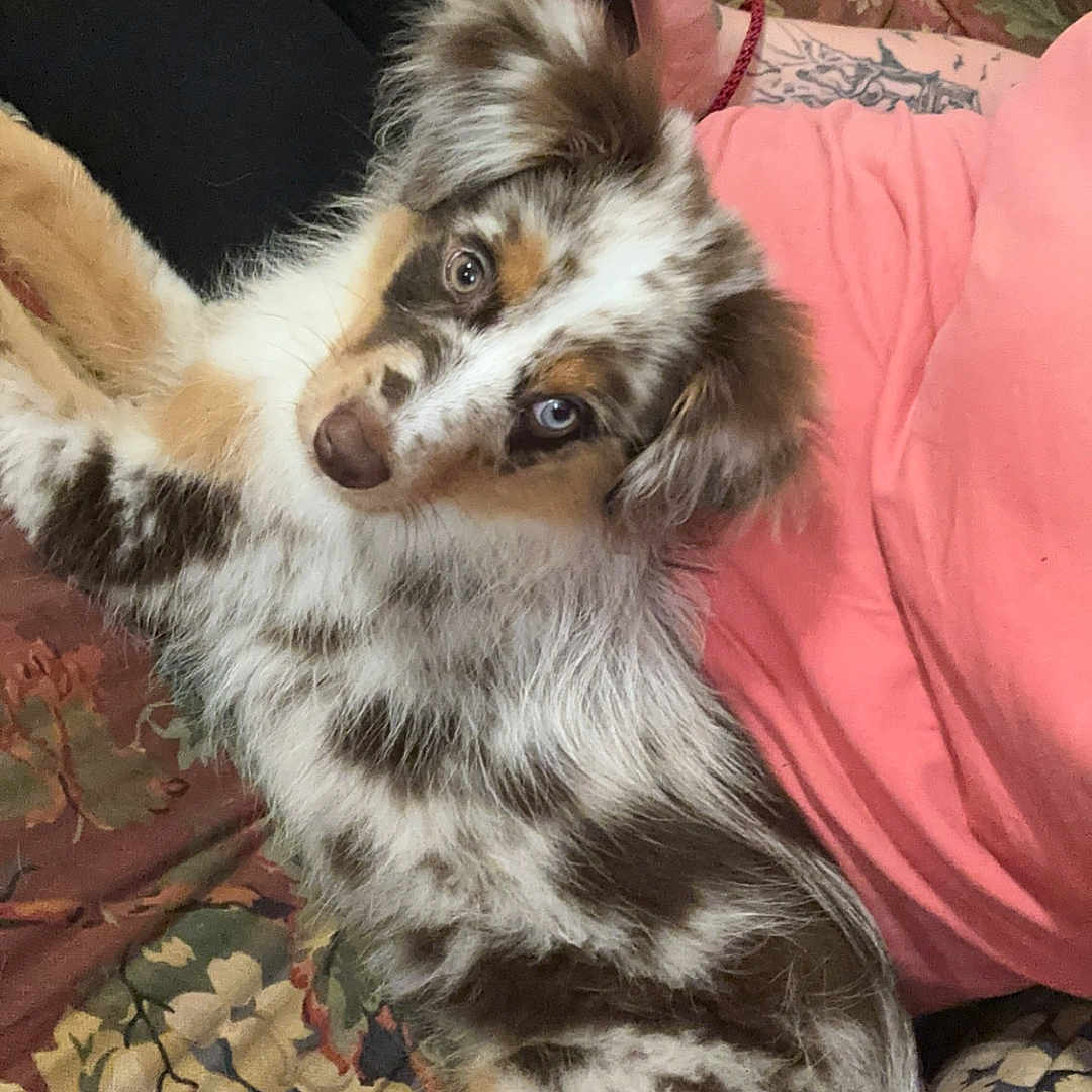 Kricket joined the competition — help win amazing prizes! dog, puppy, australian_shepherd, merle, fluffy, couch, person, pink_shirt, black_pants, tattoo, hand, indoor, pet, animal, relaxed, looking_up, curious, floral_pattern, home, companion