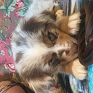 Kricket is registered to the contest to win money with this photo: puppy, dog, fluffy, couch, blanket, floral_pattern, indoor, resting, curious, toy, person, arm, brown, white, gray, close_up, pet, animal, cozy, relaxed