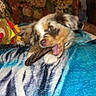 puppy, dog, chewing, blanket, blue, white, toy, indoor, couch, floral_pattern, pet, cute, playful, fur, animal, lying_down, brown, black, cozy