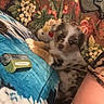 Kricket joined the competition — help win amazing prizes! puppy, dog, couch, blanket, plush_toy, indoor, floral_pattern, pet, animal, resting, cozy, colorful, fur, brown, white, black, person, arm, relaxed, home