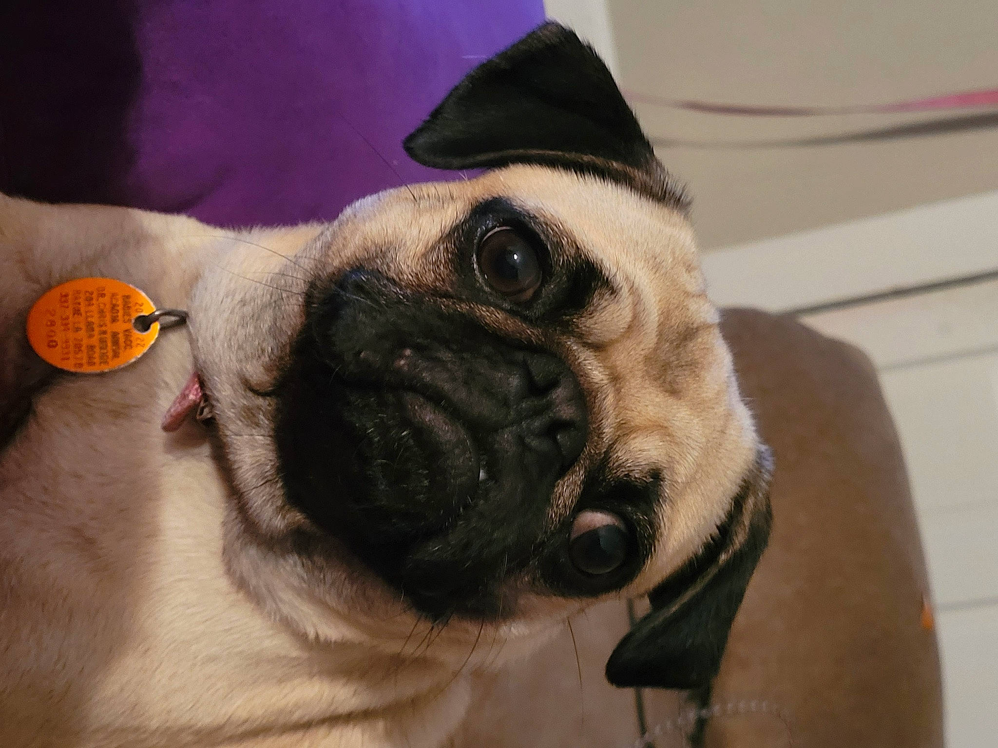 Yoda joined the competition — help win amazing prizes! canidae, carnivore, cloud, companion_dog, dog, dog_breed, eye, eyewear, fawn, foot, human_body, human_leg, nose, pug, snout, sporting_group, sunglasses, whiskers, working_animal, wrinkle