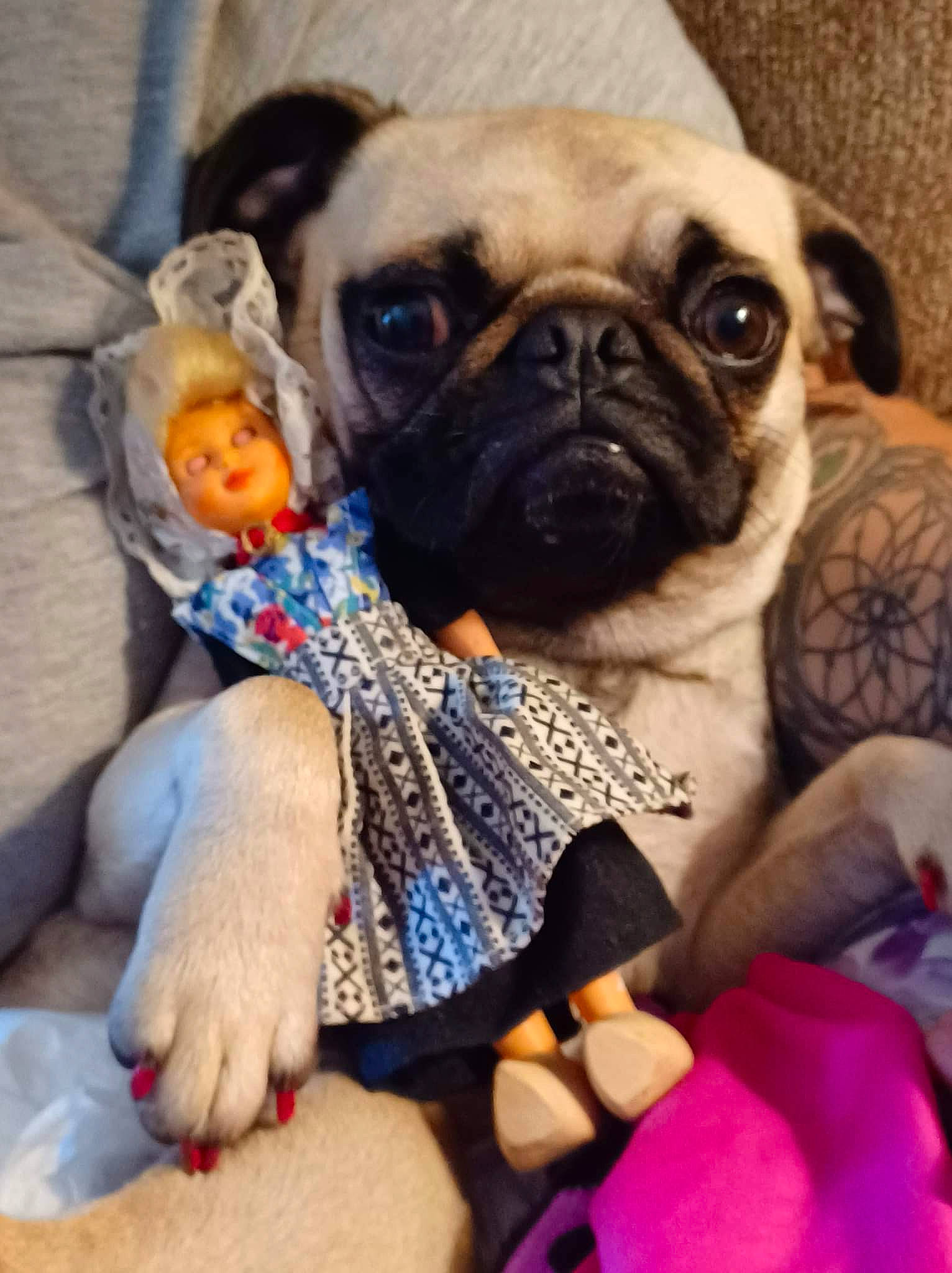 Yoda is registered to the contest to win money with this photo: canidae, carnivore, comfort, companion_dog, couch, dog, dog_breed, dog_clothes, dog_supply, fawn, fur, linens, mammal, non_sporting_group, pug, snout, sporting_group, toy_dog, working_animal, wrinkle