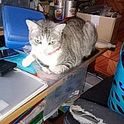 Jacquet Sylvain a rejoint le concours — aidez-le/la à gagner de superbes lots ! cat, gray_cat, white_cat, red_collar, desk, clutter, office_supplies, blue_chair, cardboard_box, plastic_container, pen_holder, laptop, chair, worn_out_furniture, indoor, pet, animal, feline, resting, curious