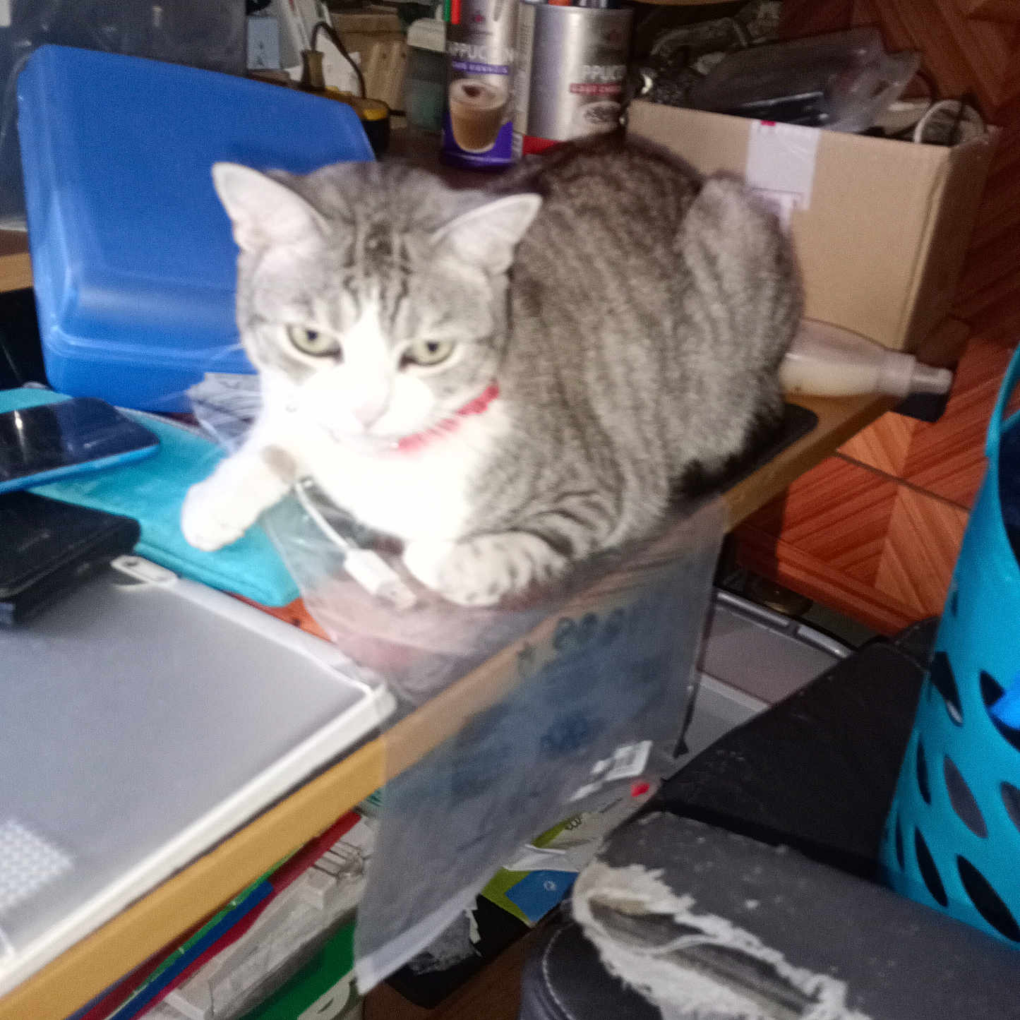 Jacquet Sylvain a rejoint le concours — aidez-le/la à gagner de superbes lots ! animal, blue_chair, cardboard_box, cat, chair, clutter, curious, desk, feline, gray_cat, indoor, laptop, office_supplies, pen_holder, pet, plastic_container, red_collar, resting, white_cat, worn_out_furniture