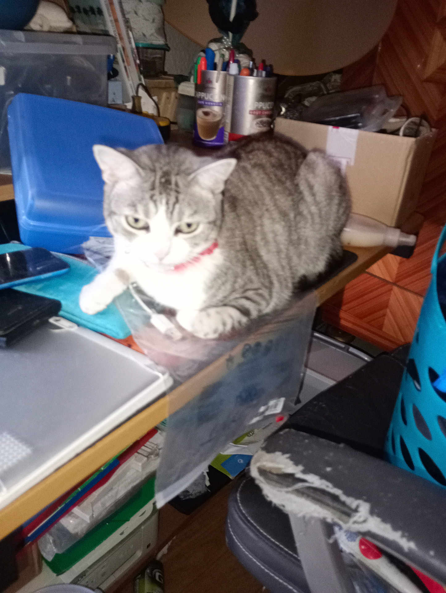 Jacquet Sylvain a rejoint le concours — aidez-le/la à gagner de superbes lots ! cat, gray_cat, white_cat, red_collar, desk, clutter, office_supplies, blue_chair, cardboard_box, plastic_container, pen_holder, laptop, chair, worn_out_furniture, indoor, pet, animal, feline, resting, curious