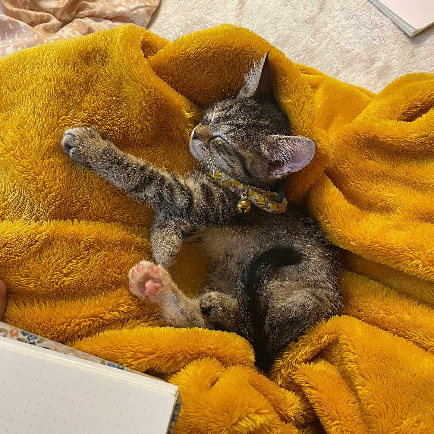 Pippen Buttercup joined the competition — help win amazing prizes! bed, bell, blanket, cat, collar, cozy, cute, fur, indoor, kitten, nap, notebook, paw, paw_pad, pen, planner, sleeping, soft_texture, striped_fur, yellow_blanket