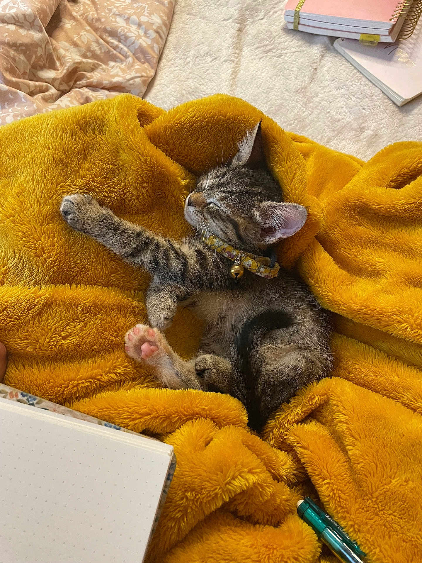 Pippen Buttercup joined the competition — help win amazing prizes! kitten, cat, sleeping, blanket, yellow_blanket, fur, paw, paw_pad, collar, bell, striped_fur, nap, cozy, bed, notebook, planner, pen, soft_texture, indoor, cute