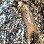 Pippen Buttercup is registered to the contest to win money with this photo: kitten, cat, sleeping, sleeping_on_back, floral_blanket, blanket, cozy, paws, whiskers, fur, collar, tail, indoor, bed, pattern, relaxed, stripes, spotted_belly, pet, closeup