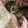 cat, kitten, tabby, blanket, pink_blanket, bedding, paw, collar, cozy, sleepy, resting, close_up, portrait, indoor, pet, fur, whiskers, ear, cute, soft_texture