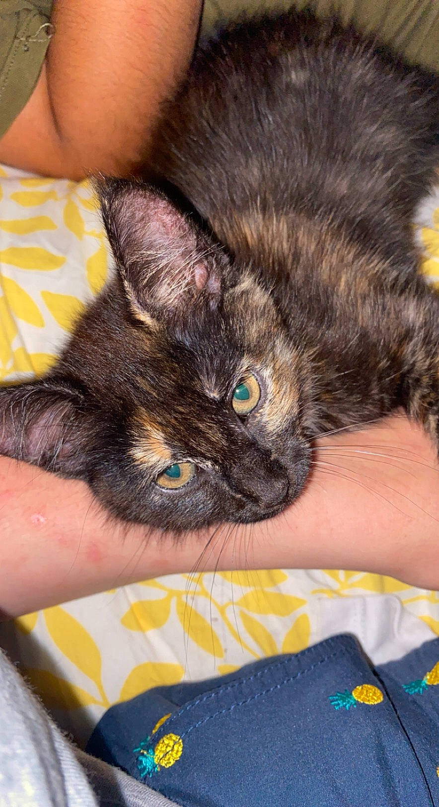 Onix participe au concours pour gagner de l'argent avec cette photo : carnivore, cat, claw, comfort, domestic_short_haired_cat, ear, electric_blue, felidae, finger, fur, gesture, hand, human_leg, iris, nail, small_to_medium_sized_cats, snout, whiskers, wrist, yellow