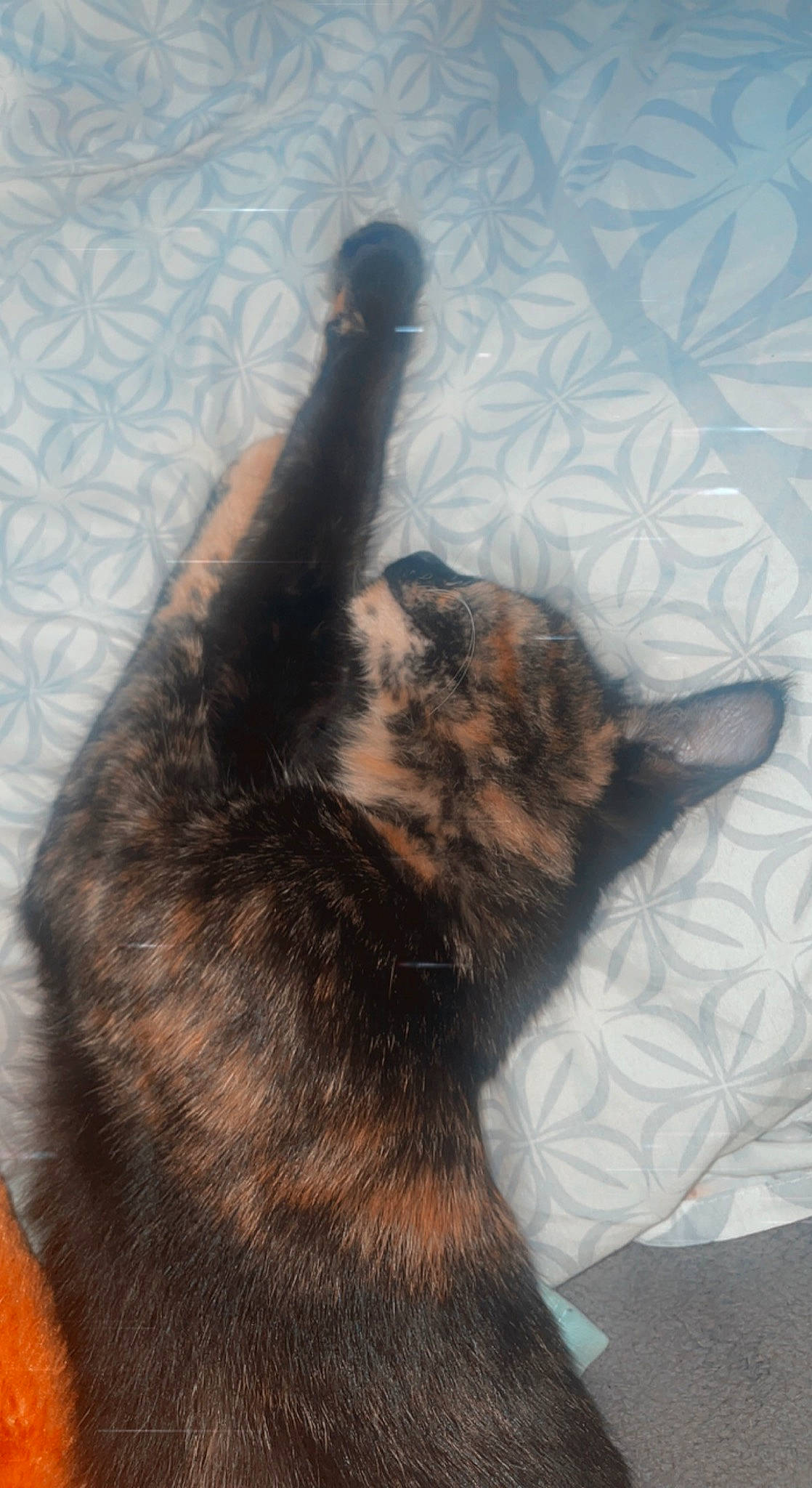 Onix participe au concours pour gagner de l'argent avec cette photo : black_cat, canidae, carnivore, cat, claw, dog_breed, ear, fawn, felidae, flooring, fur, german_shepherd_dog, gesture, paw, small_to_medium_sized_cats, snout, sporting_group, tail, tree, whiskers