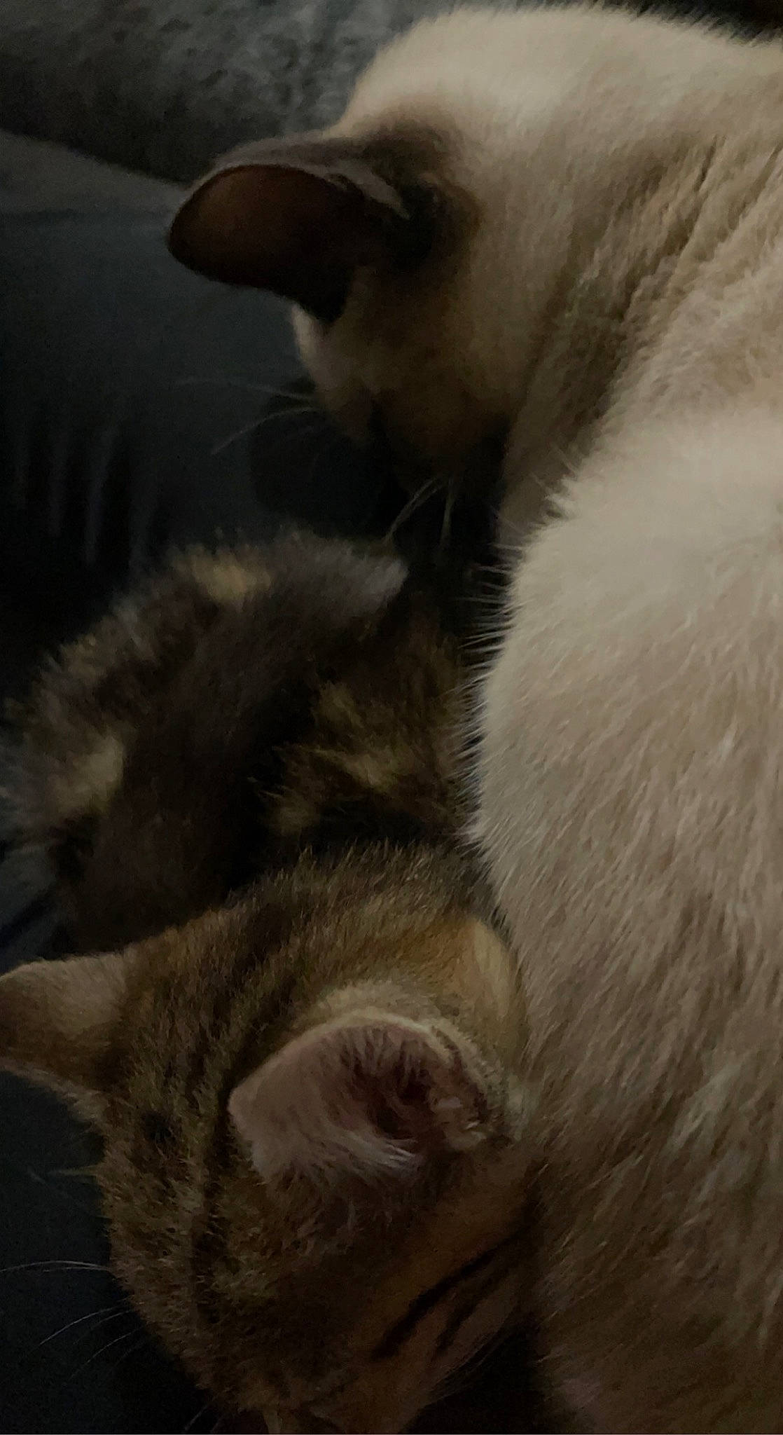 Onix a rejoint le concours — aidez-le/la à gagner de superbes lots ! carnivore, cat, claw, cloud, comfort, domestic_short_haired_cat, fawn, felidae, fur, grey, meteorological_phenomenon, nap, paw, sky, sleep, small_to_medium_sized_cats, snout, tail, whiskers, wildlife