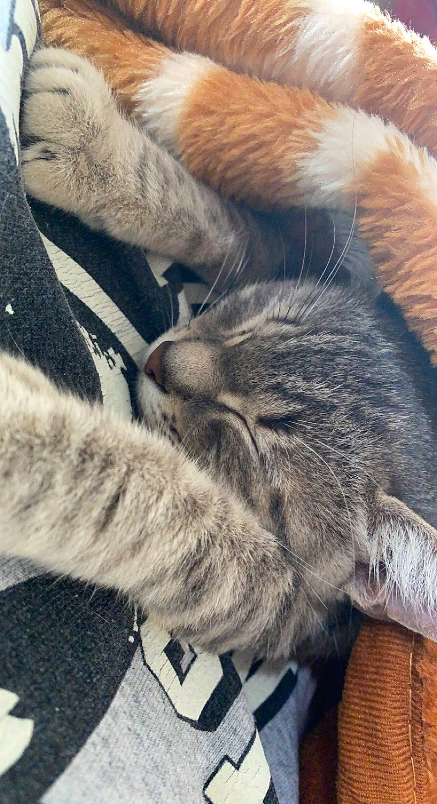 Sun participe au concours pour gagner de l'argent avec cette photo : carnivore, cat, claw, close_up, comfort, domestic_short_haired_cat, felidae, fur, gesture, grey, nap, paw, sleep, small_to_medium_sized_cats, snout, tail, terrestrial_animal, textile, whiskers, wildlife