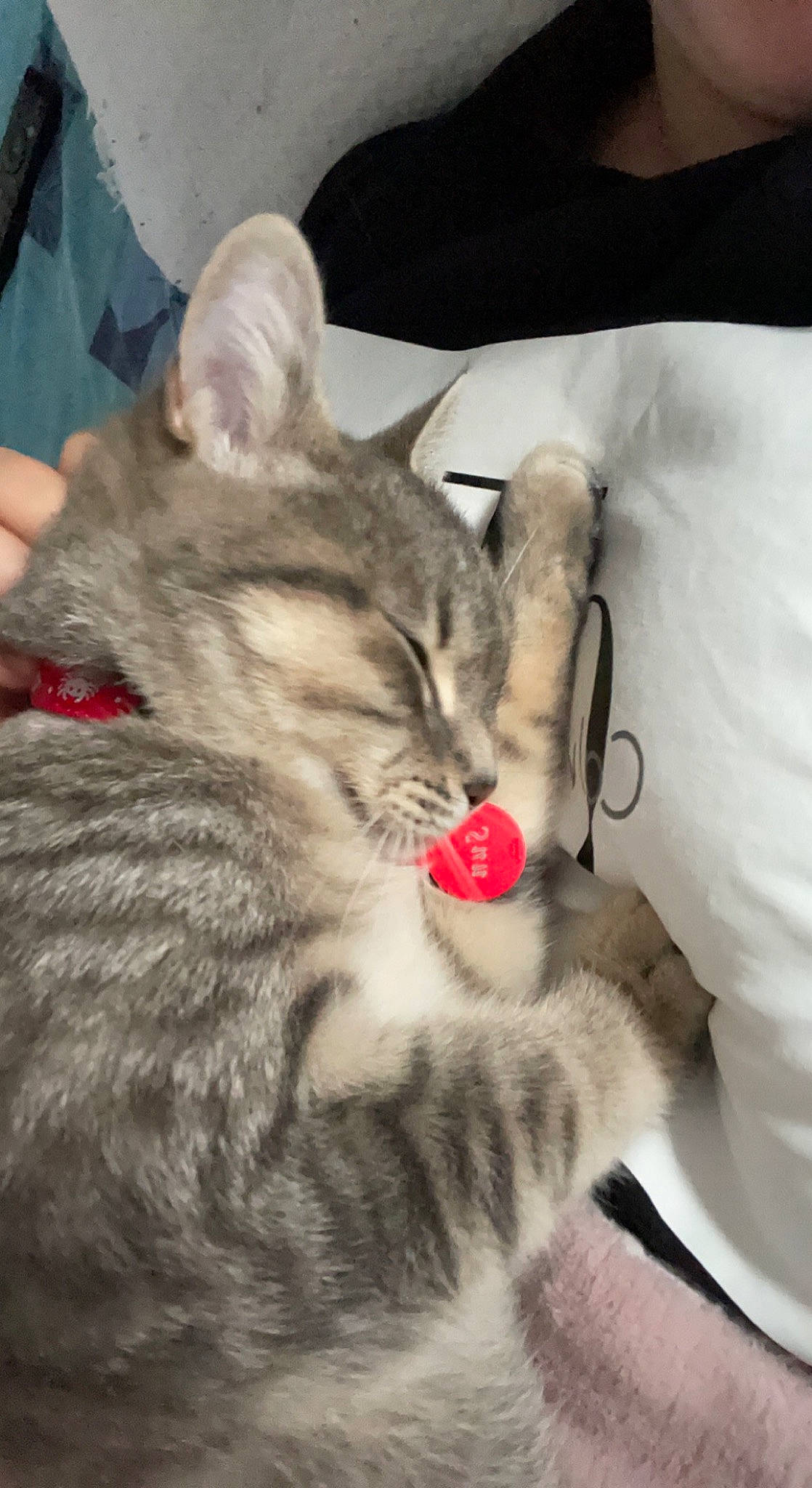 Sun a rejoint le concours — aidez-le/la à gagner de superbes lots ! carnivore, cat, claw, comfort, domestic_short_haired_cat, event, eye, felidae, fur, nap, paw, sitting, small_to_medium_sized_cats, snout, tail, whiskers