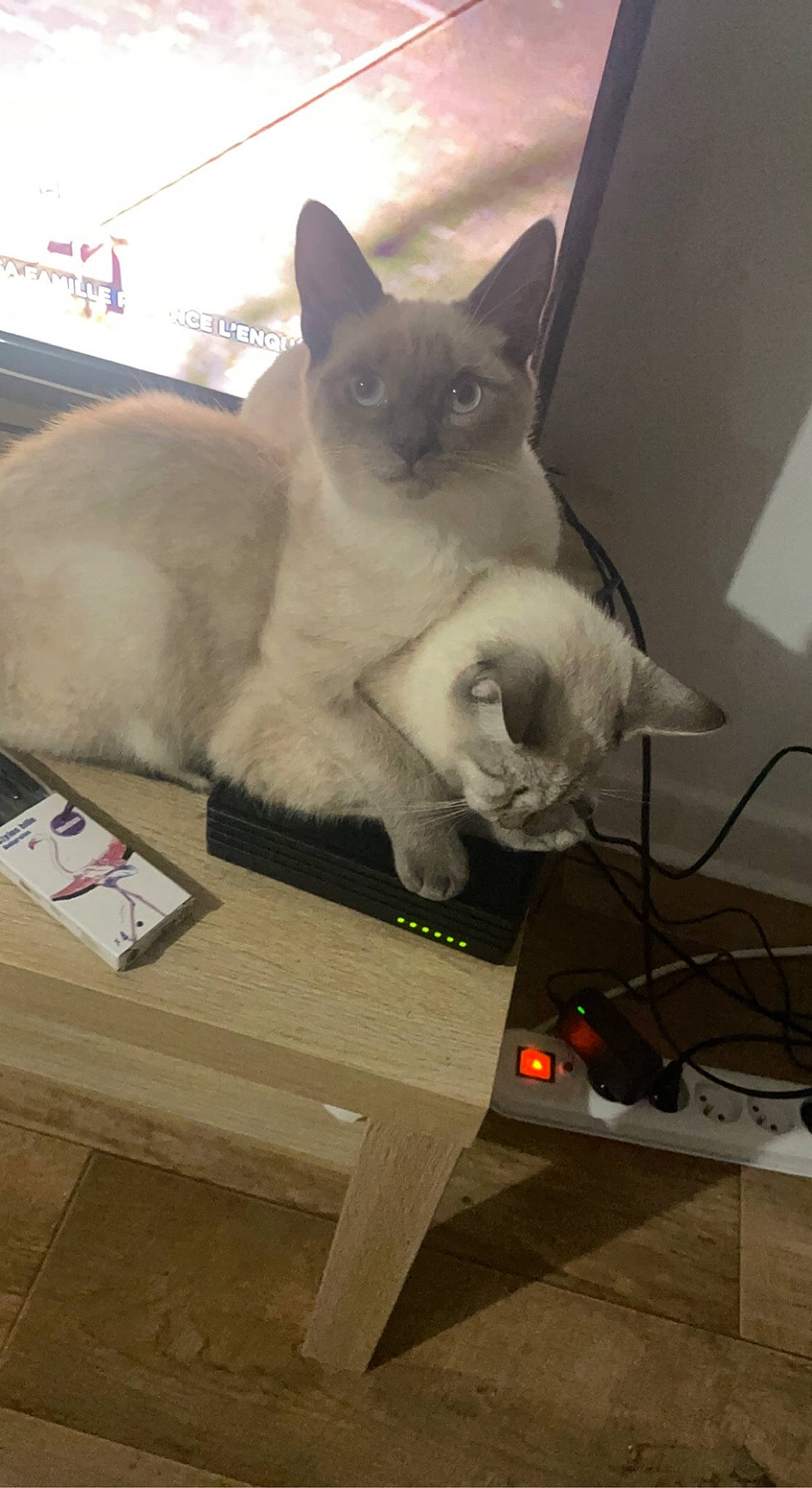 Stitch participe au concours pour gagner de l'argent avec cette photo : balinese, birman, box, carnivore, cat, domestic_short_haired_cat, fawn, felidae, fur, paw, siamese, small_to_medium_sized_cats, snout, tail, thai, tonkinese, vertebrate, whiskers