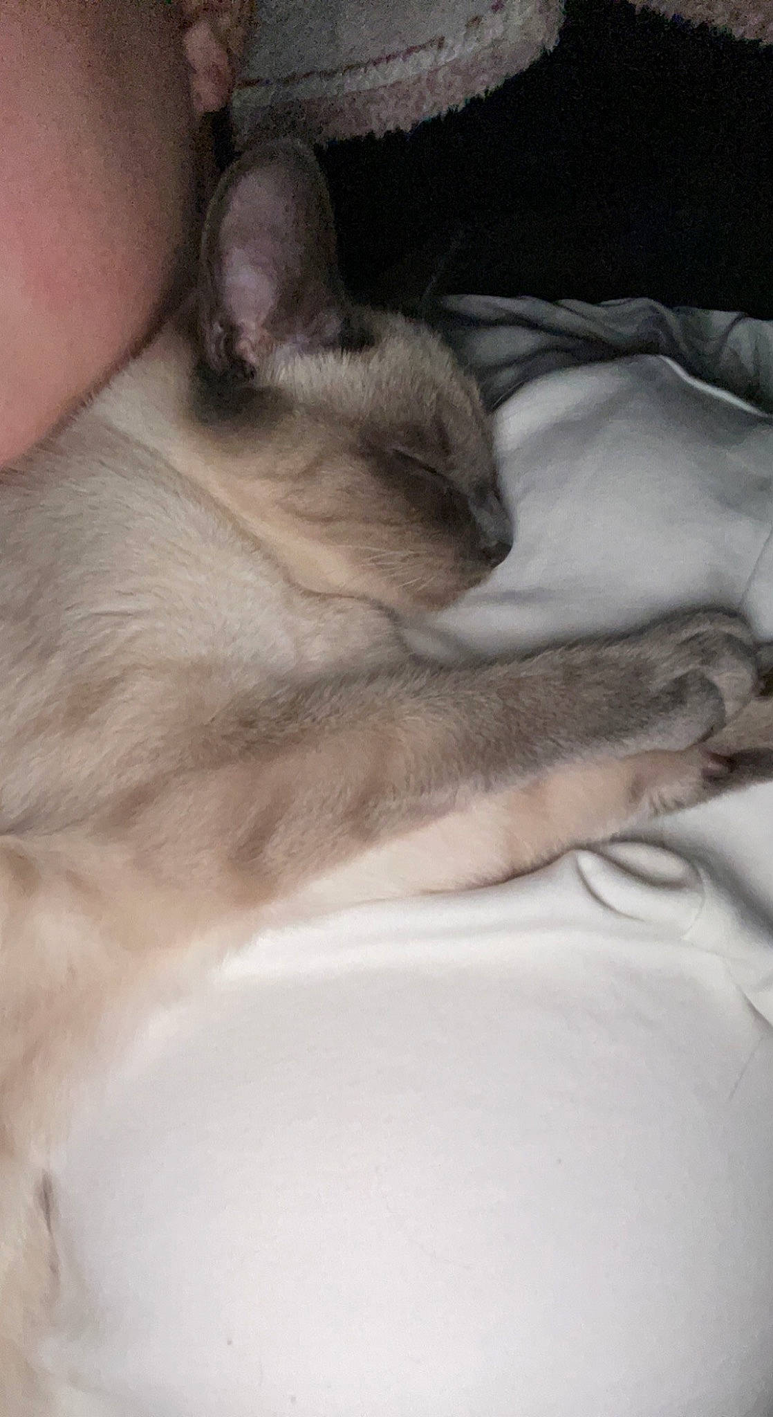 Stitch a rejoint le concours — aidez-le/la à gagner de superbes lots ! birman, carnivore, cat, comfort, domestic_short_haired_cat, fawn, felidae, fur, human_leg, linens, nap, paw, siamese, small_to_medium_sized_cats, snout, tail, thai, tonkinese, whiskers, wildlife