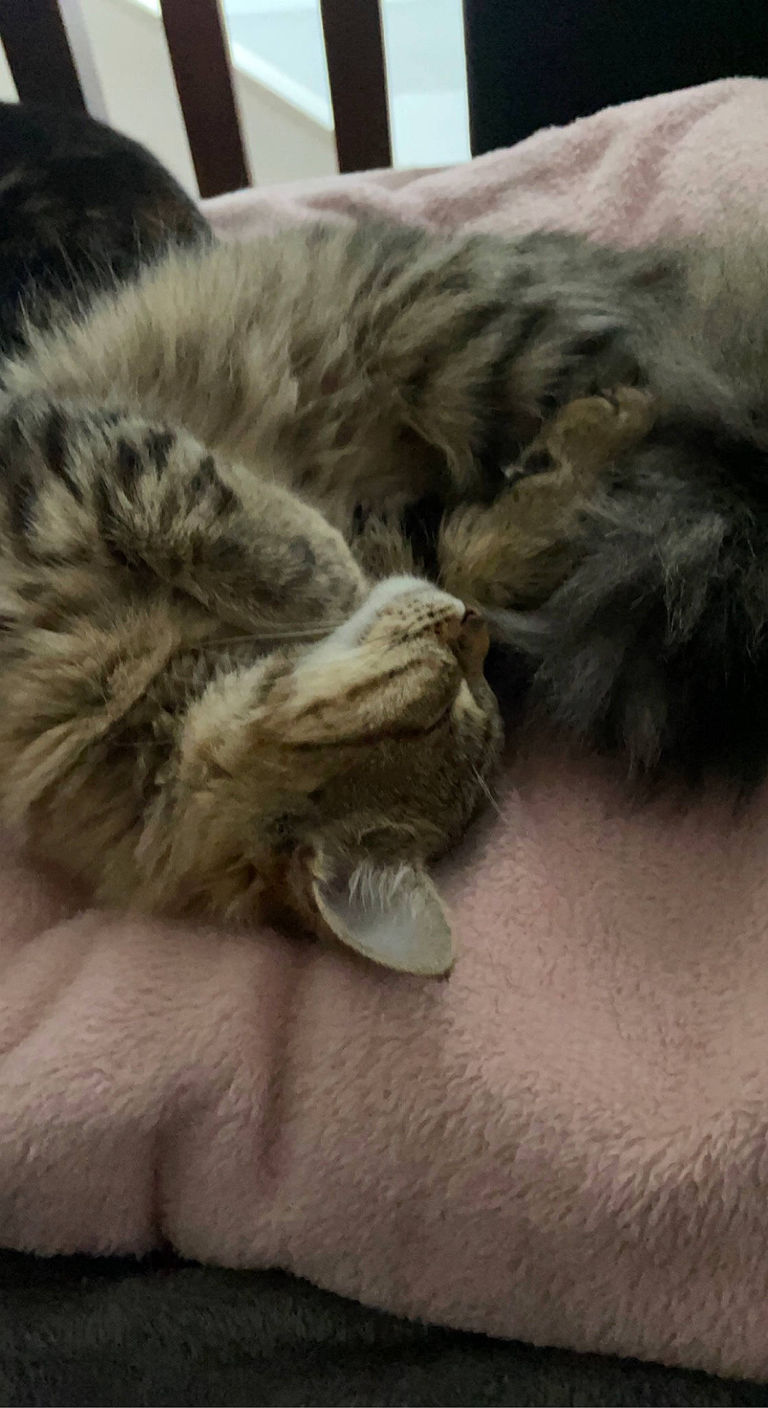 Simba a rejoint le concours — aidez-le/la à gagner de superbes lots ! carnivore, cat, close_up, cloud, comfort, companion_dog, dog_breed, felidae, fur, fur_clothing, grey, mammal, paw, sky, small_to_medium_sized_cats, snout, tail, terrestrial_animal, vertebrate, whiskers