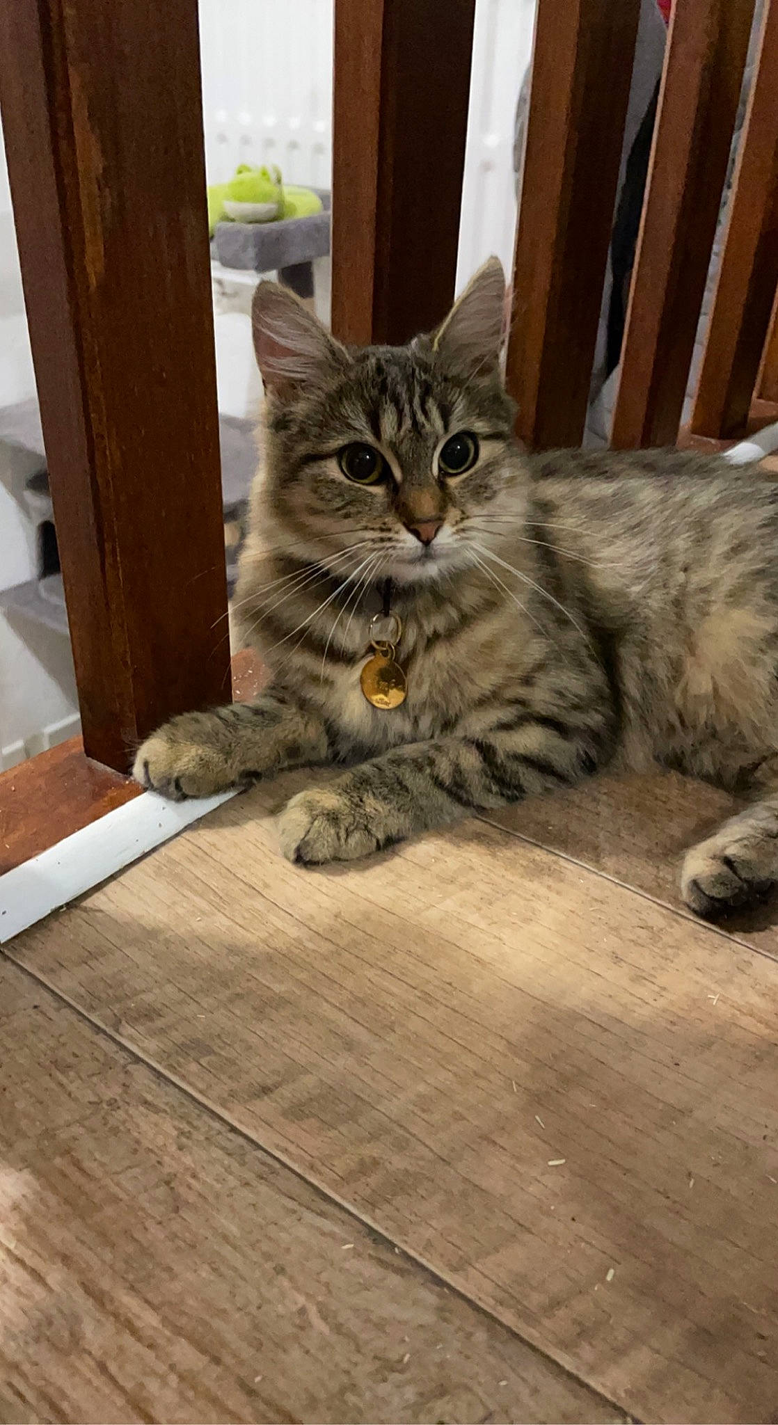 Simba participe au concours pour gagner de l'argent avec cette photo : carnivore, cat, claw, domestic_short_haired_cat, felidae, floor, flooring, fur, hardwood, paw, plank, sitting, small_to_medium_sized_cats, snout, tail, terrestrial_animal, tree, whiskers, wood, wood_flooring