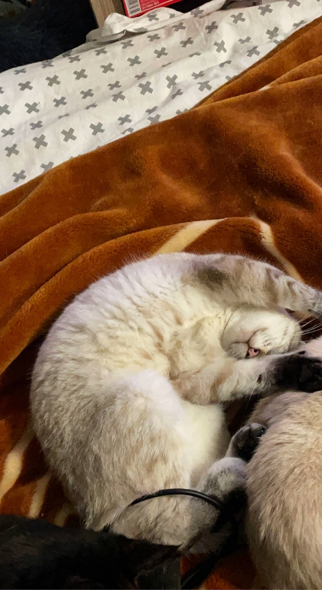 Sushi participe au concours pour gagner de l'argent avec cette photo : carnivore, cat, claw, comfort, companion_dog, dog_breed, fawn, felidae, fur, linens, nap, paw, sleep, small_to_medium_sized_cats, snout, tail, terrestrial_animal, whiskers, wood