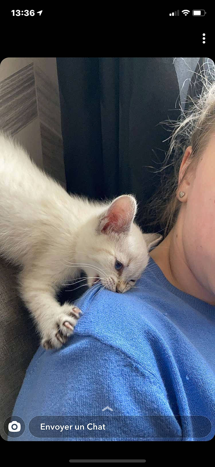 Sushi a rejoint le concours — aidez-le/la à gagner de superbes lots ! carnivore, cat, claw, comfort, domestic_short_haired_cat, ear, eye, fawn, felidae, foot, fur, gesture, hair, iris, lap, paw, small_to_medium_sized_cats, snout, tail, whiskers