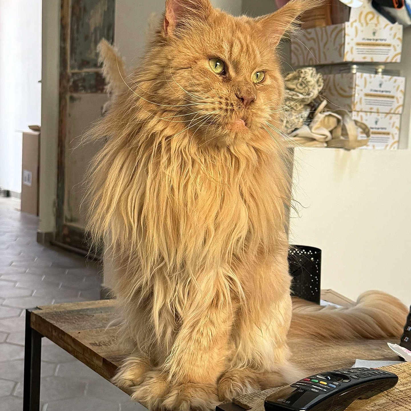 Koda a rejoint le concours — aidez-le/la à gagner de superbes lots ! angora, animal, cat, computerhardware, desk, electronics, furniture, hardware, hardwood, indoors, interiordesign, monitor, pet, plywood, remotecontrol, screen, stainedwood, table, tabletop, wood